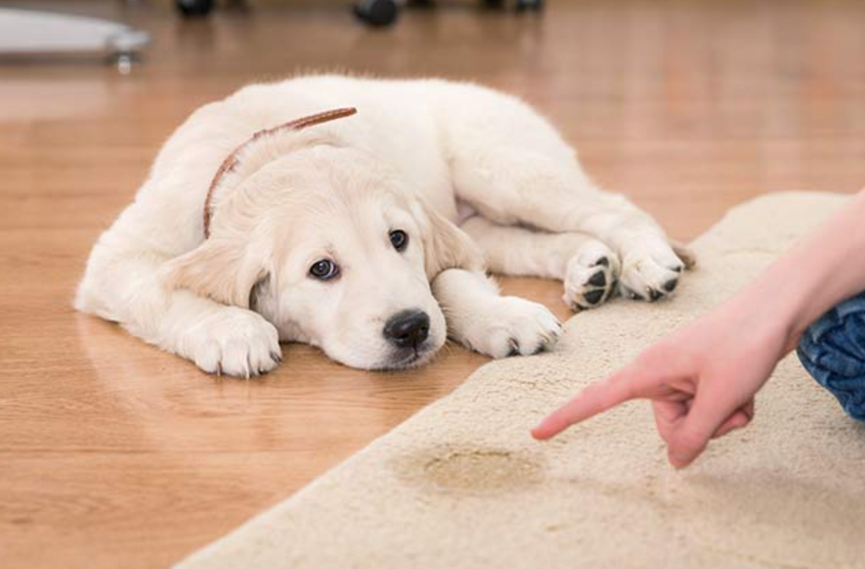 A puppy is sitting next to a puddle of pee on the floor.