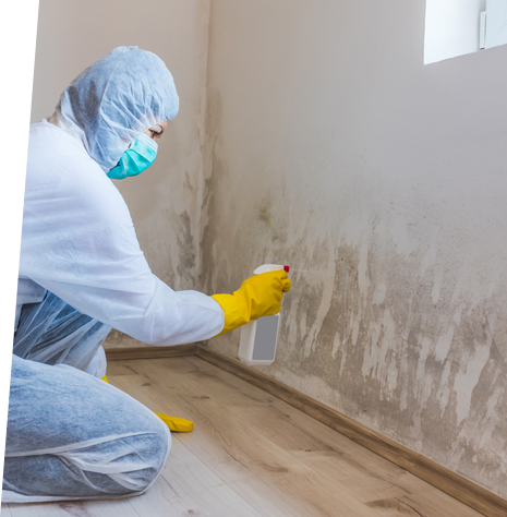 Removes mold from wall using spray bottle with mold remediation chemicals