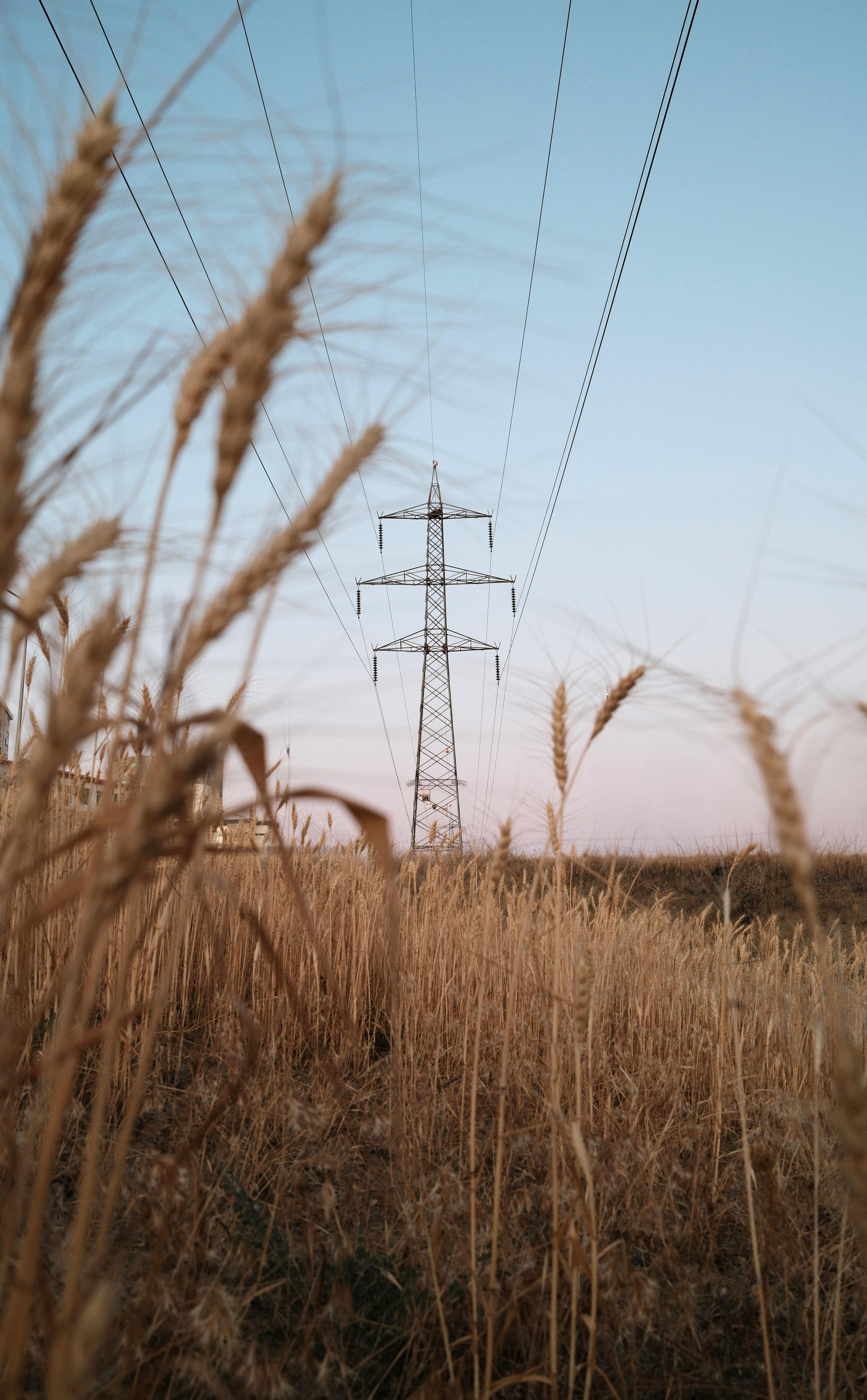 A field of wheat with a power tower in the background.