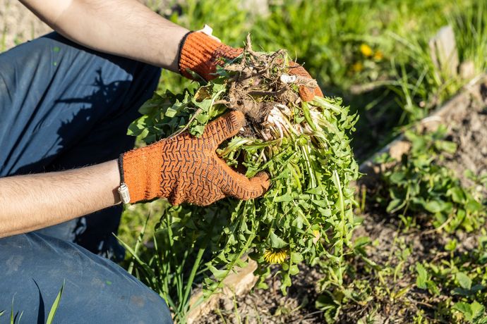 A person wearing gloves is kneeling down in the grass holding a bunch of weeds.