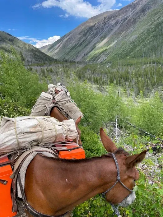 A horse with a backpack on its back is standing in front of a mountain.