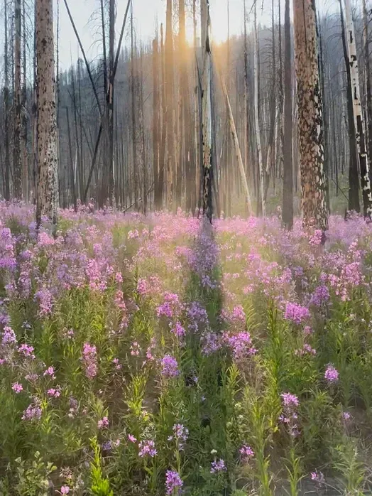 A field of purple flowers in a forest with the sun shining through the trees.