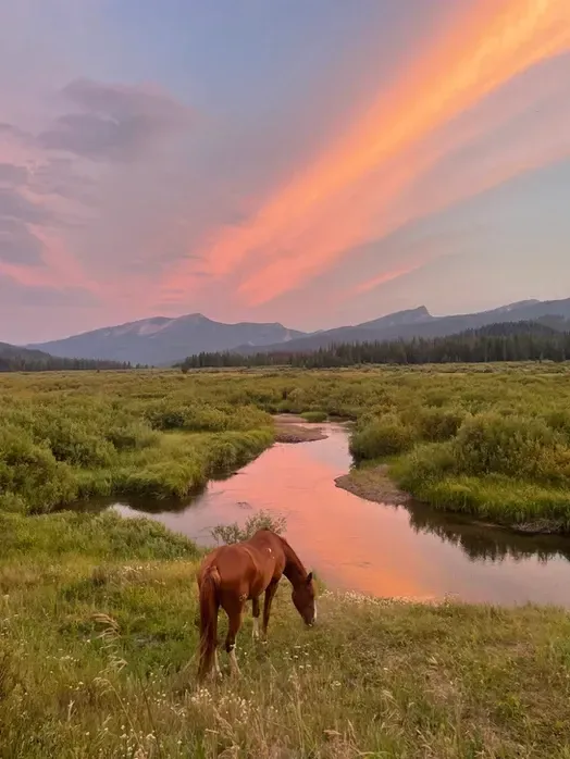 A horse is grazing in a field next to a river at sunset.