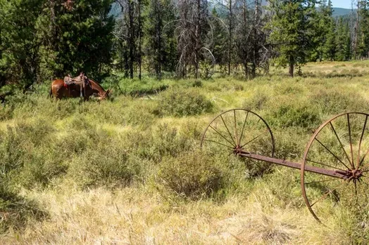 A horse is grazing in a field next to an old wagon wheel.