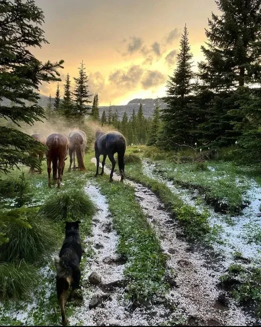 A dog standing next to a herd of horses on a dirt road