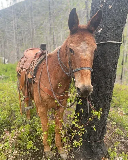 A brown horse is standing next to a tree in the woods.
