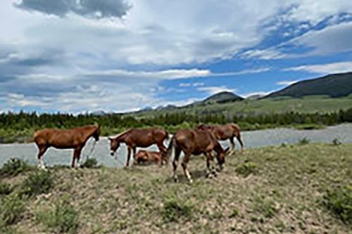 A herd of horses grazing in a field next to a river.