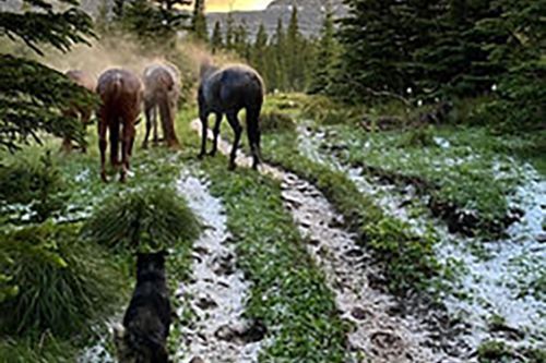 A dog is standing next to a herd of horses on a dirt road.