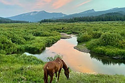 A horse is grazing in a field next to a river.