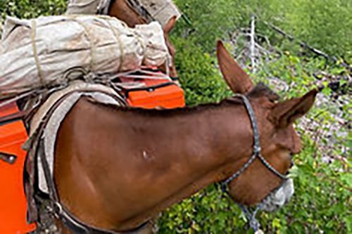 A donkey is carrying a bag on its back.