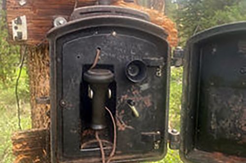 An old telephone is hanging on a tree in the woods.