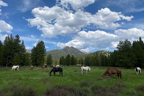 A herd of horses grazing in a grassy field with mountains in the background.