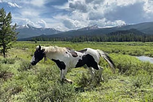 A black and white horse is standing in a grassy field with mountains in the background.