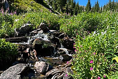 There is a small waterfall in the middle of a field of flowers.