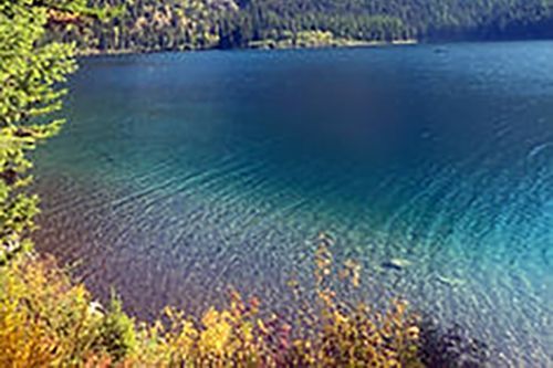 A lake surrounded by trees and shrubs in the middle of a forest.