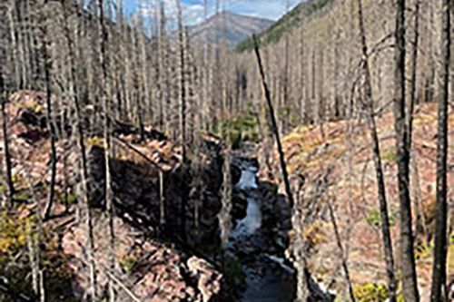 A river running through a forest with mountains in the background.