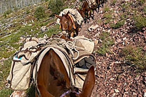 A horse with a saddle on it is walking down a dirt path.