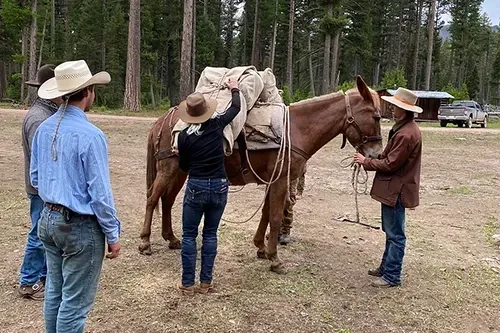 A group of people are standing around a donkey in a field.