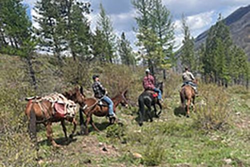 A group of people are riding horses in a field.