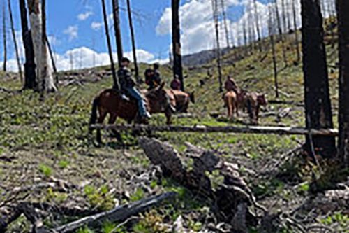 A group of people are riding horses through a forest.