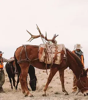 A man is standing next to a horse with antlers on it.