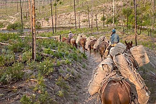 A group of people are riding horses down a dirt road.