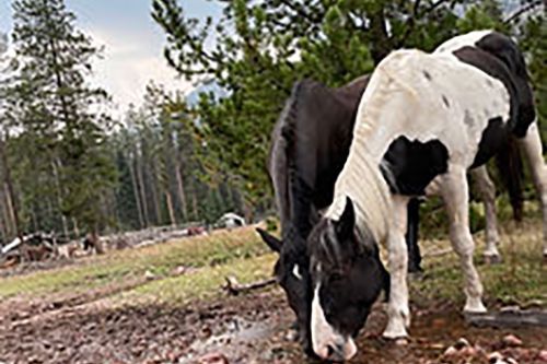 Two black and white horses are grazing in a field.