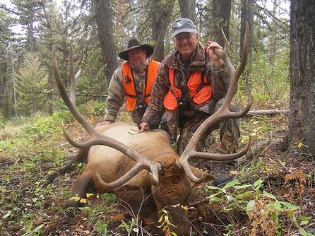 Two men are standing next to a large elk in the woods.