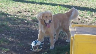 Dog playing in the court — Pet Care Services in Orangeburg NY Dog playing in the court — Pet Care Services in Orangeburg NY