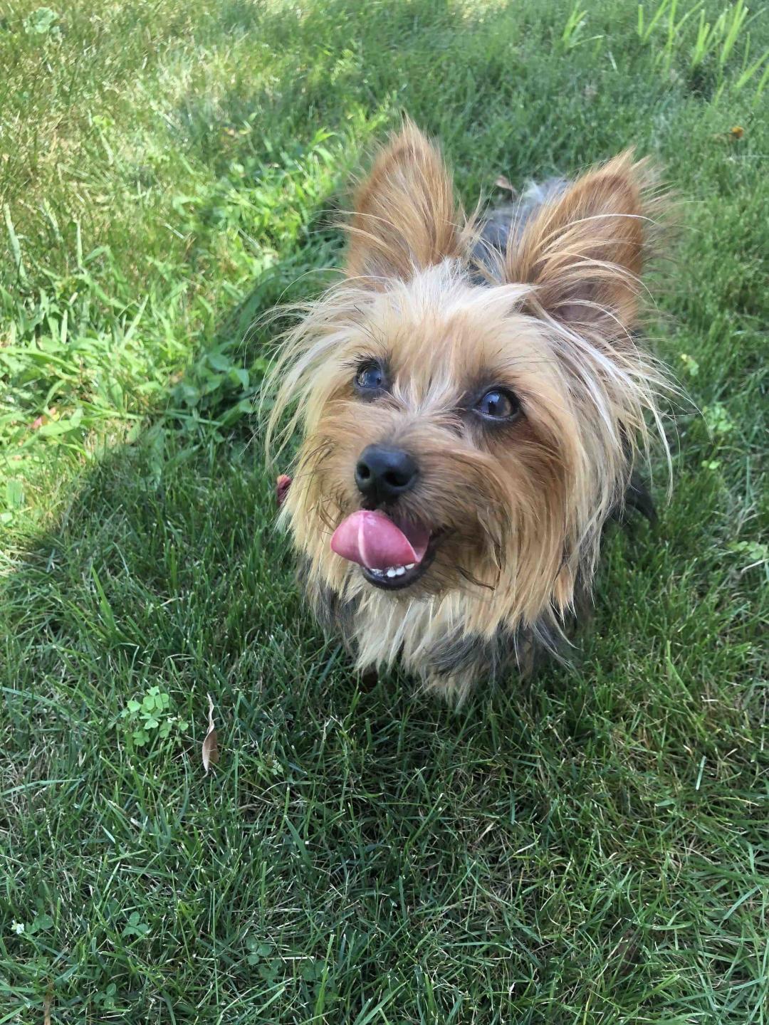 cat boarding Orangeburg, NY Musbro Kennels