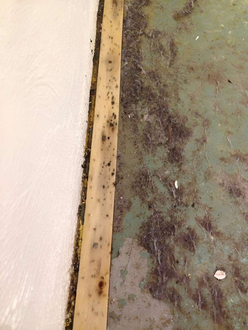 Flooring With A Piece Of Wood With Mould — Dryology Carpet Cleaning in Port Stephens, NSW