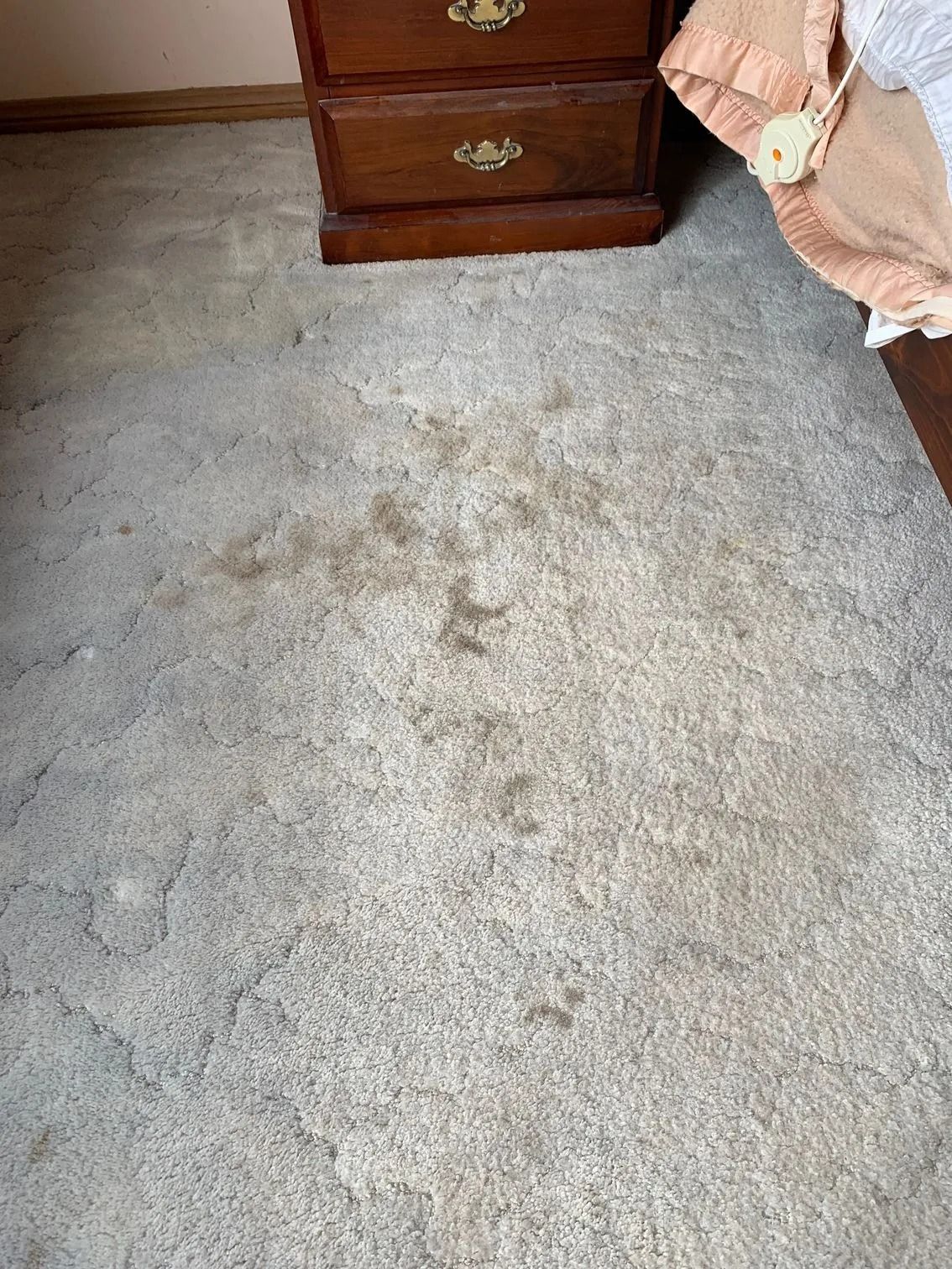 Brown Stains and Paw Prints on a Light Gray Carpet — Dryology Carpet Cleaning in Lake Macquarie, NSW
