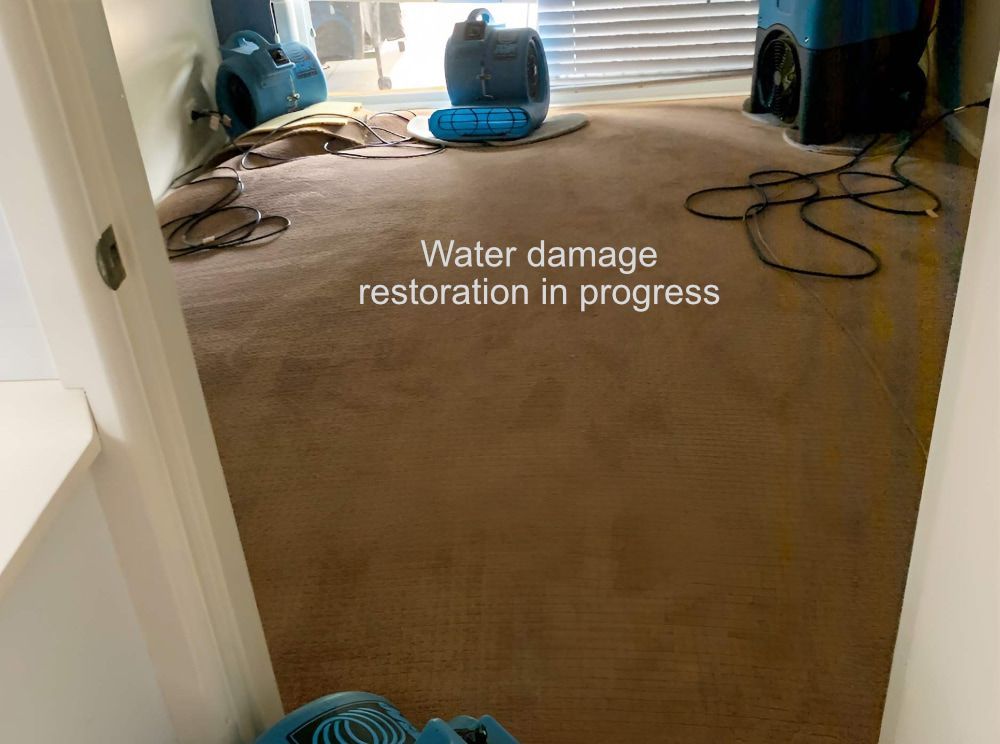 A Room With A Carpet And A Fan On The Floor — Dryology Carpet Cleaning in Salamander Bay, NSW