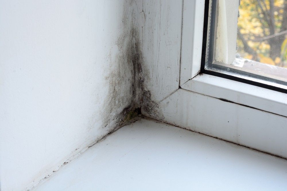 Mold Growth on a White Window Frame, Inside a Room — Dryology Carpet Cleaning in Salamander Bay, NSW