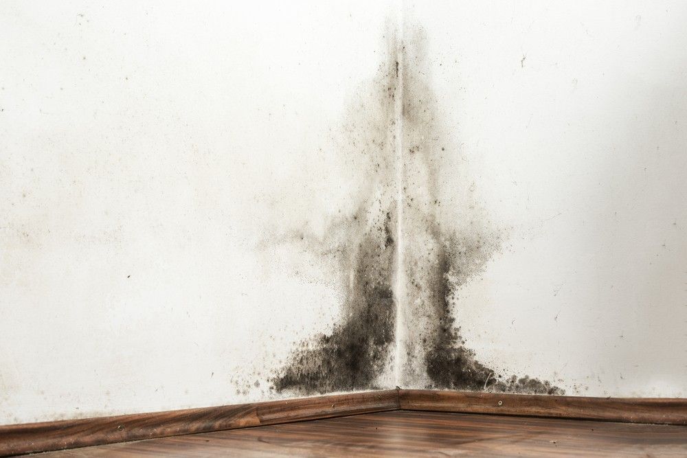 Mold Growth on a White Wall in the Corner of a Room — Dryology Carpet Cleaning in Salamander Bay, NSW