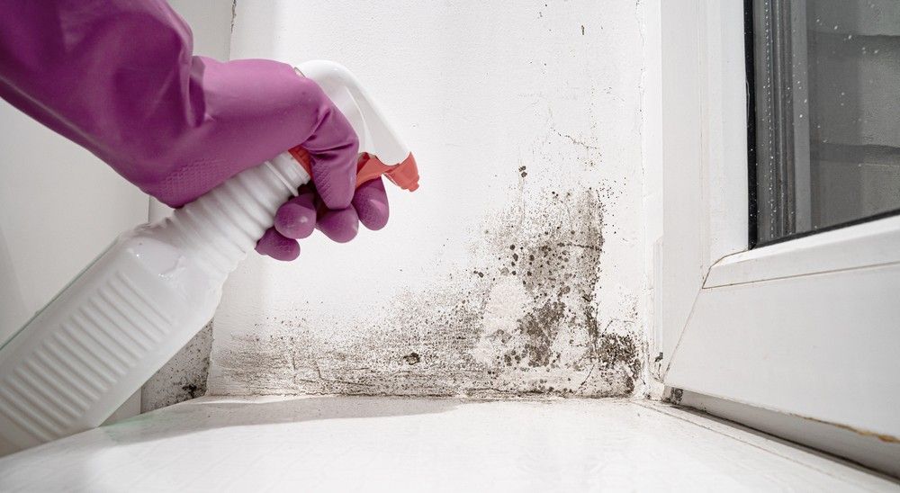 A Gloved Hand Sprays Mold on a Windowsill Next to a Window — Dryology Carpet Cleaning in Salamander Bay, NSW