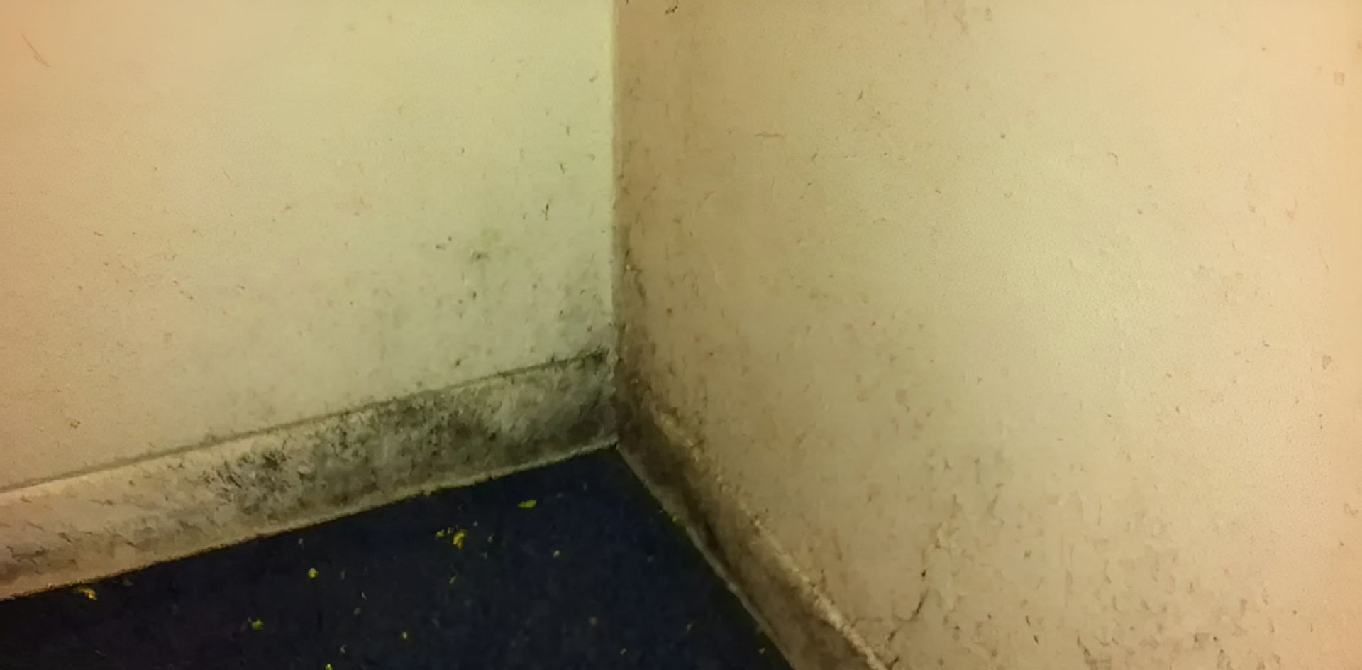 A Corner Of A Room With Mould On The Wall And Floor — Dryology Carpet Cleaning in Thornton, NSW