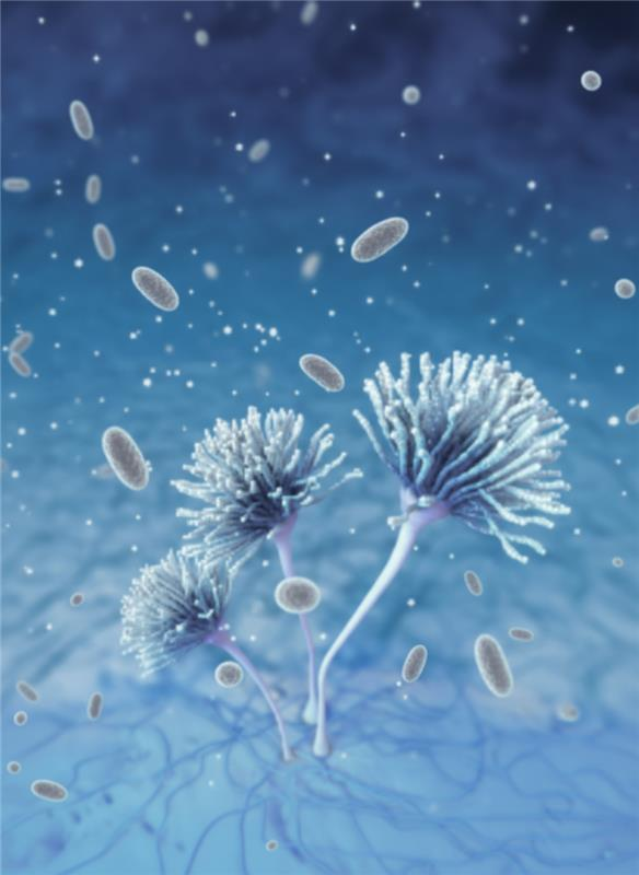 Illustration of Aspergillus mold with spores floating in a blue environment — Dryology Carpet Cleaning in Salamander Bay, NSW