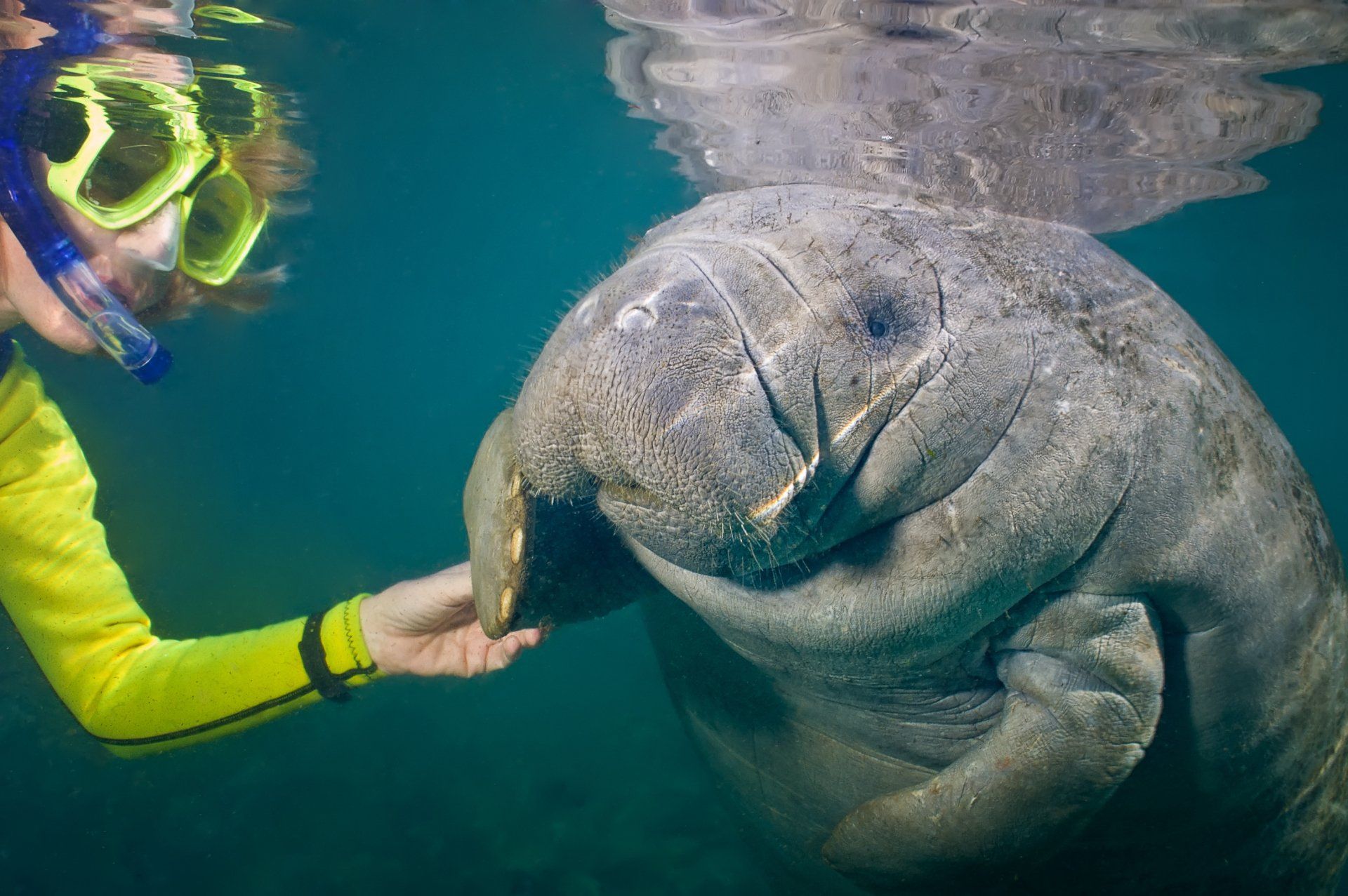 New Home Construction Snorkel with Manatees Live in Zephyrhills