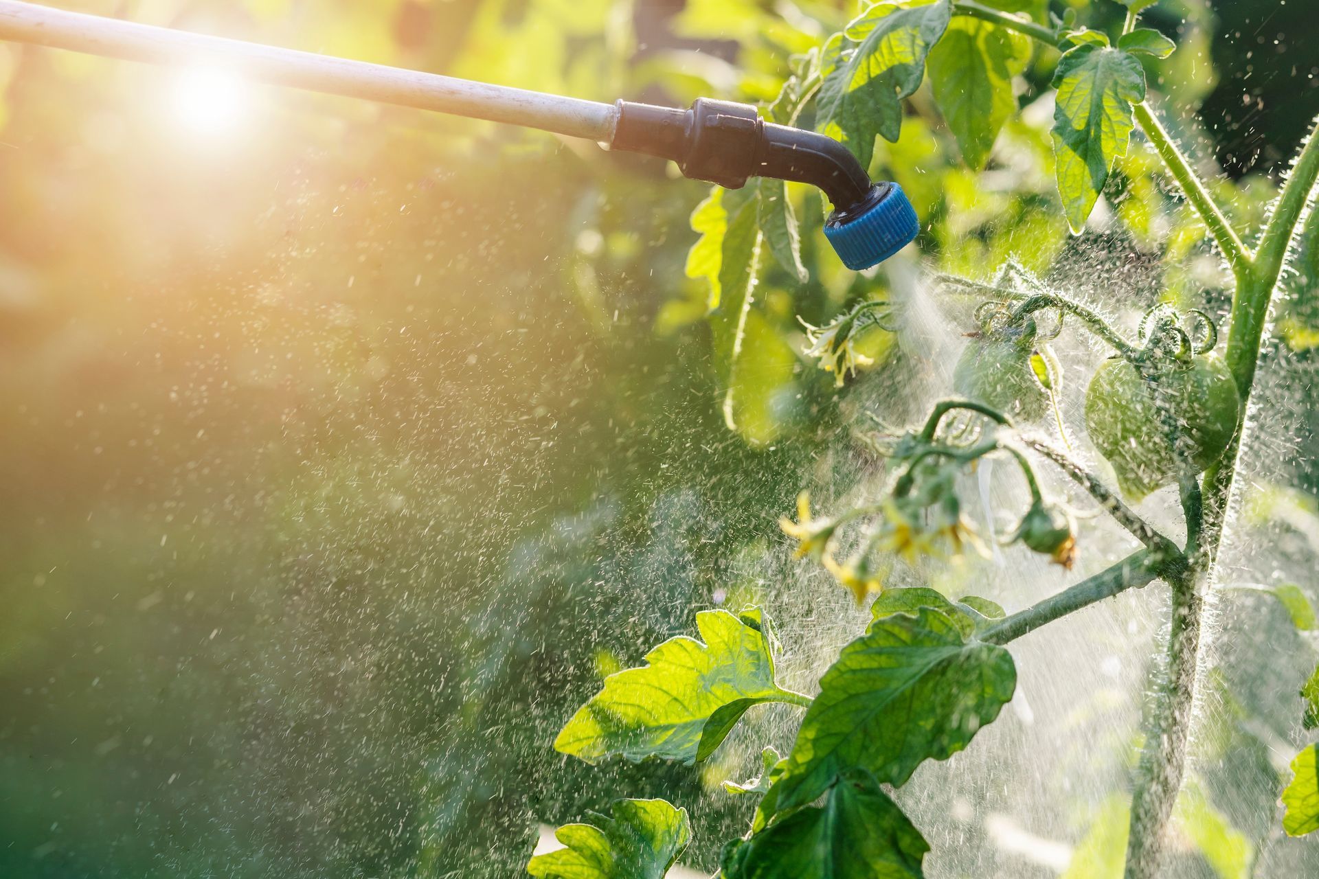 A person is spraying a tomato plant with a sprayer.