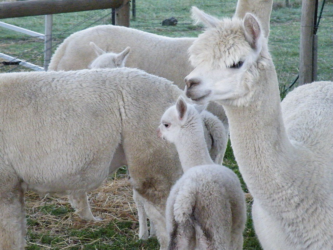 Trekking with alpacas