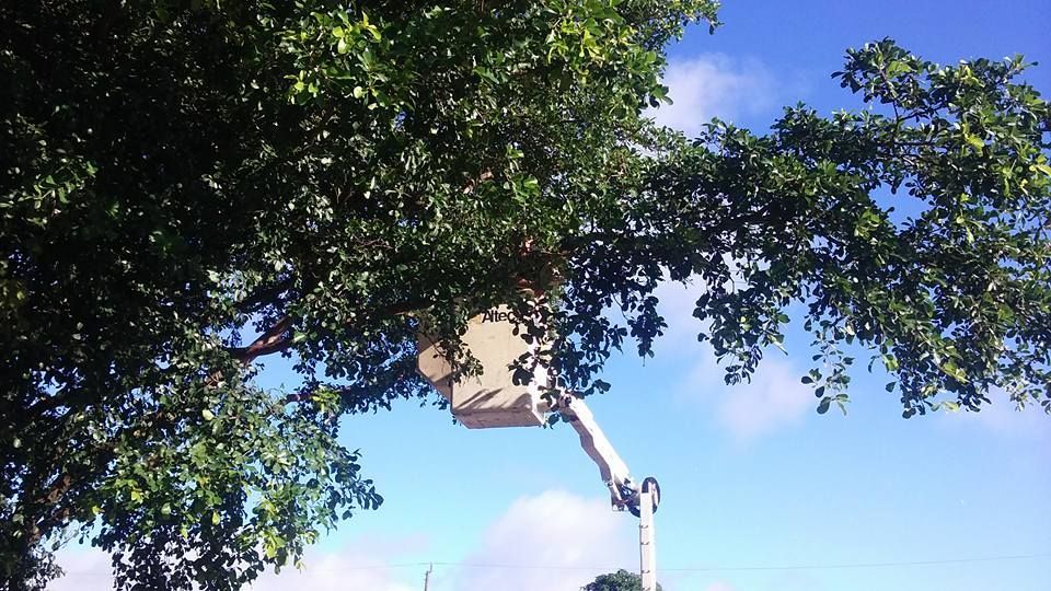 A man in a bucket is cutting a tree.