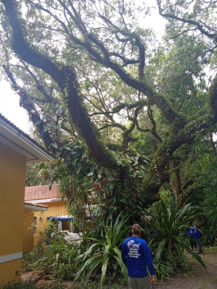 A man in a blue shirt is standing in front of a fallen tree.