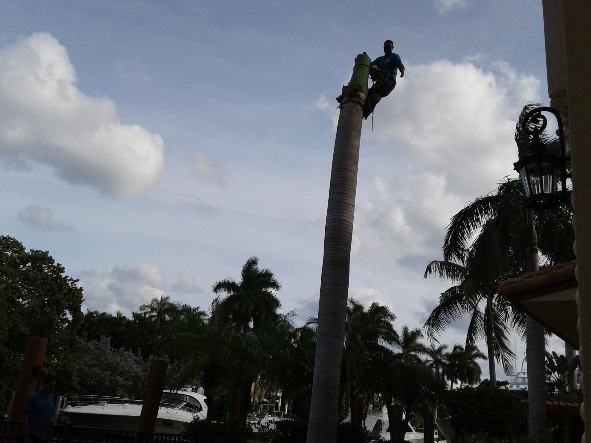 A man is climbing up a tall palm tree