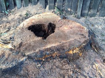 A large tree stump with a hole in the middle of it.