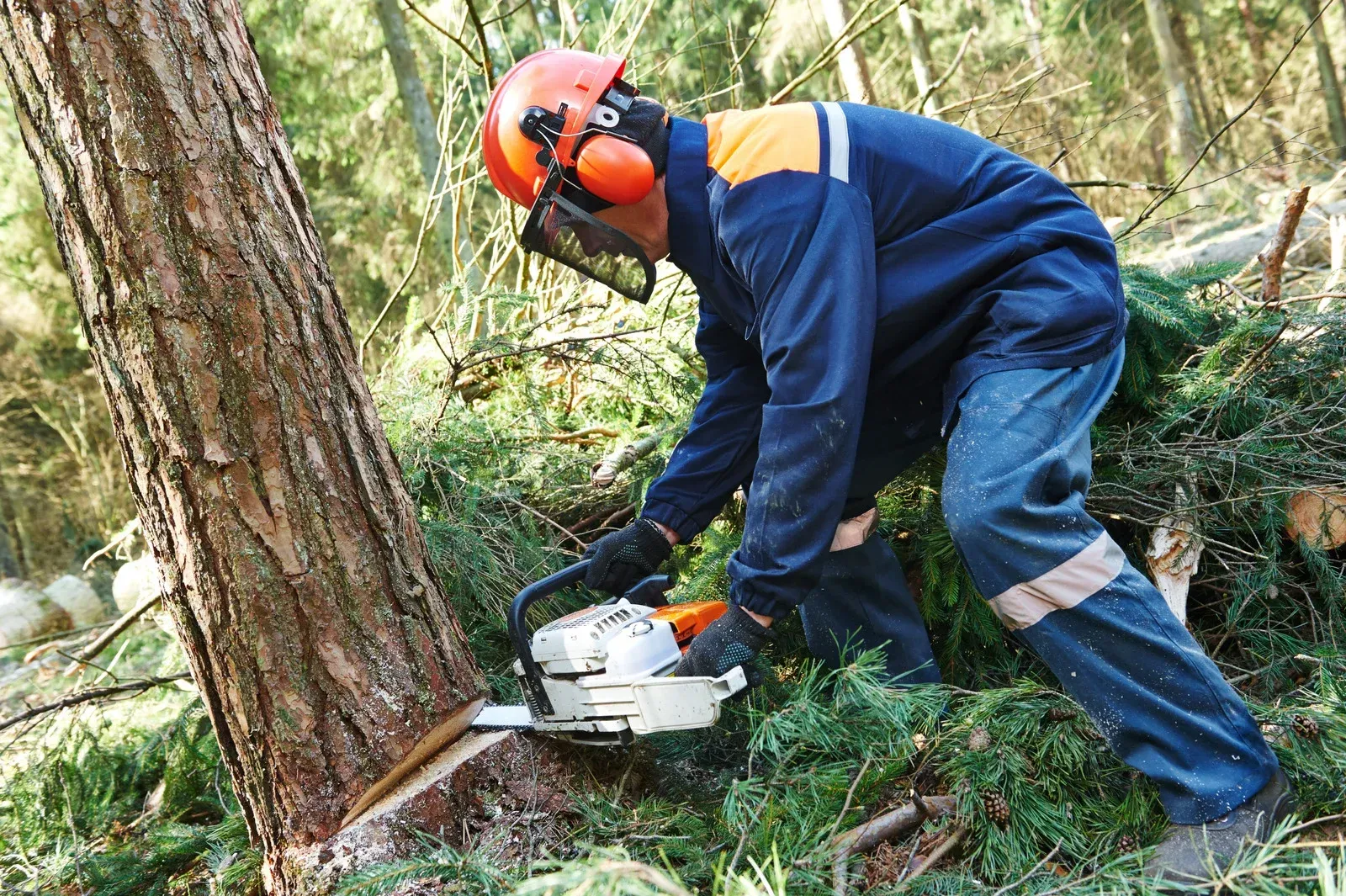A man is cutting a tree with a chainsaw in the woods.