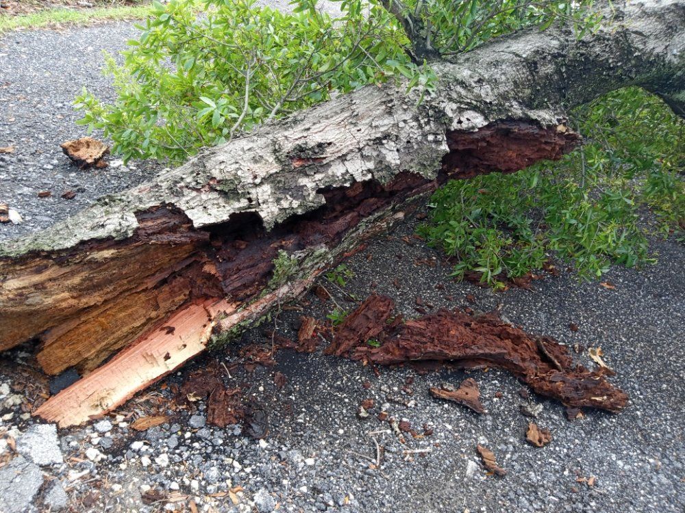 A large piece of wood is laying on the ground next to a tree.