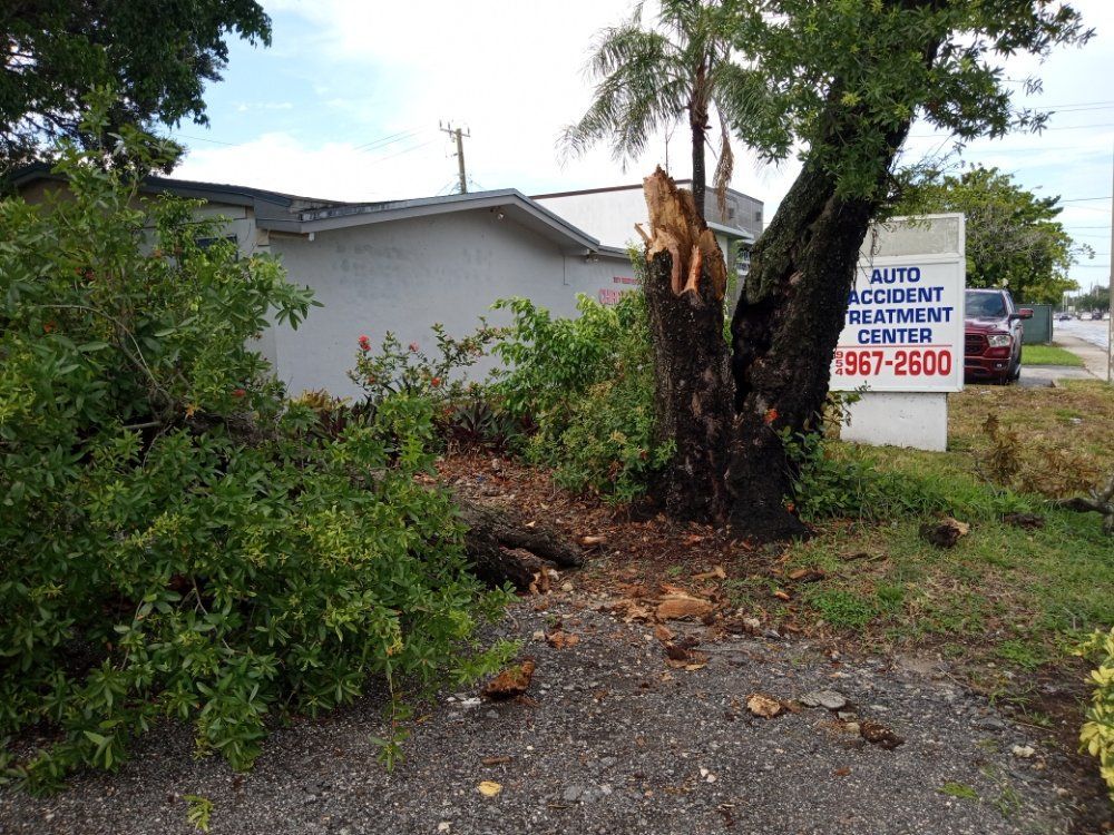 A tree has fallen on the side of the road in front of a building.
