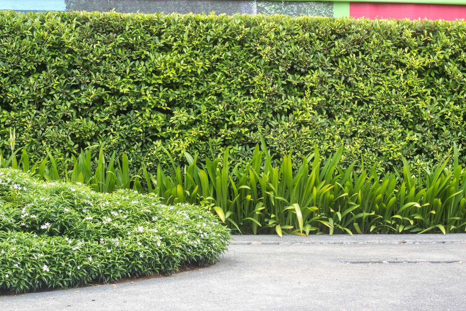 A lush green hedge along the side of a road