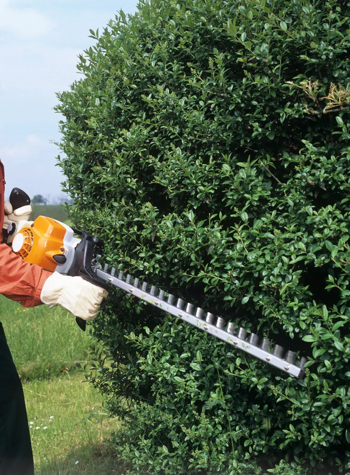 A person is cutting a bush with a stihl hedge trimmer